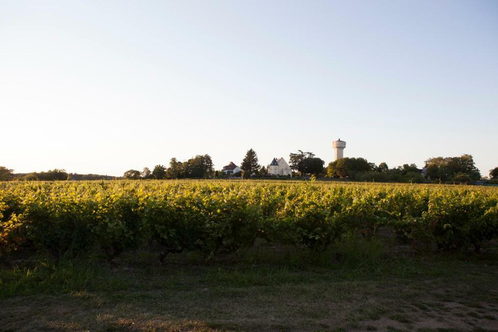 Gite De L'Oppidum Rochecorbon Eksteriør billede